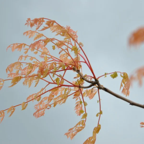 Koelreuteria paniculata 'Coral Sun' – Chinese vernisboom (cv)