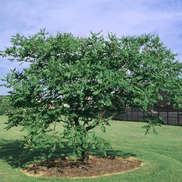 Koelreuteria paniculata 'September' – Chinese vernisboom (cv)