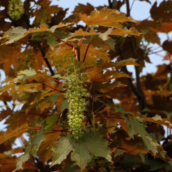 Acer pseudoplatanus 'Atropurpureum' – Roodbladige esdoorn (cv)