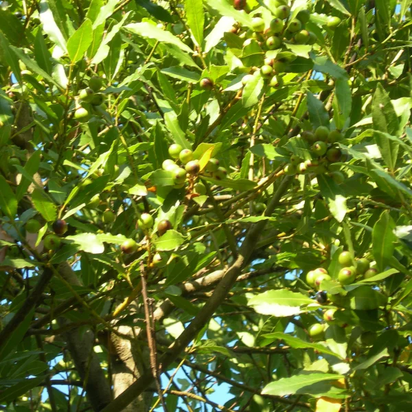 Laurus nobilis – Laurier