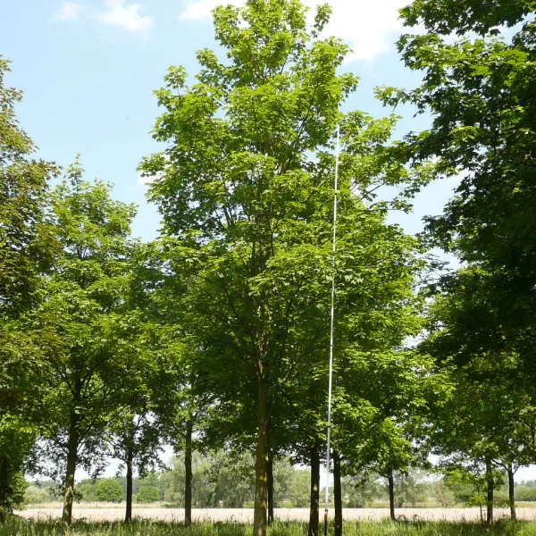 Acer pseudoplatanus 'Rotterdam' – Esdoorn (cv)