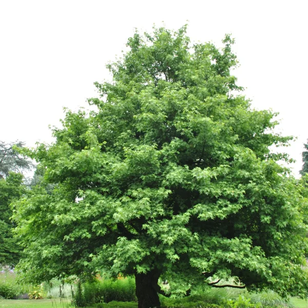 Liquidambar orientalis – Oosterse amberboom