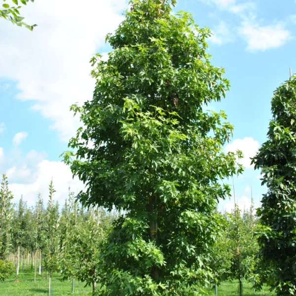 Liquidambar styraciflua 'Fastigiata' – Zuil-amberboom (cv)