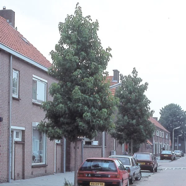 Liquidambar styraciflua 'Festival' – Amberboom (cv)