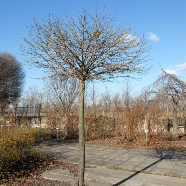 Liquidambar styraciflua 'Gum Ball' – Bol-amberboom (cv)