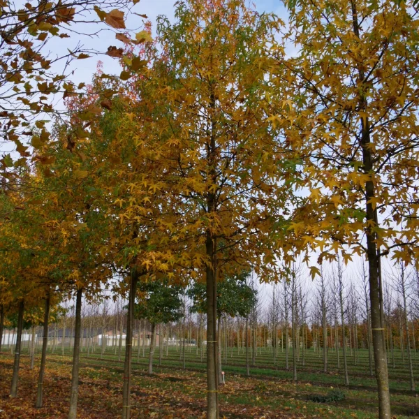Liquidambar styraciflua 'Parasol' – Bol-amberboom (cv)
