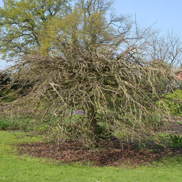 Liquidambar styraciflua 'Pendula' – Treurvormige amberboom (cv)