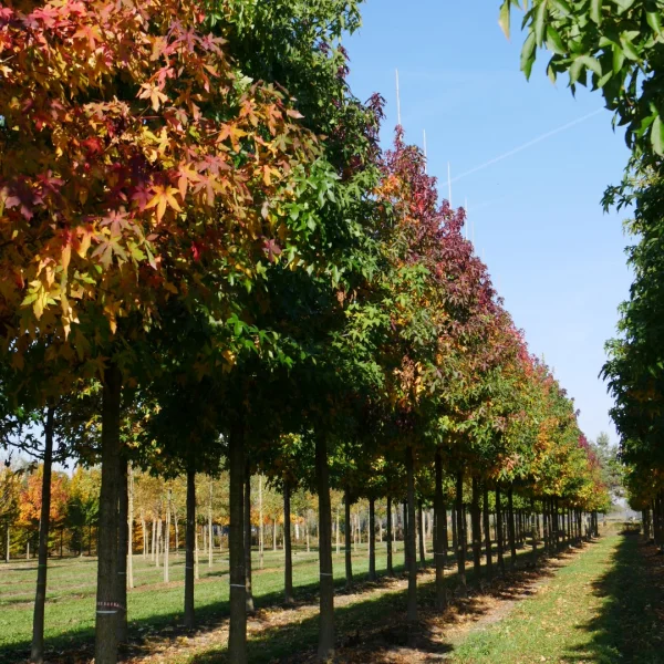 Liquidambar styraciflua 'Silver King' – Amberboom (cv)