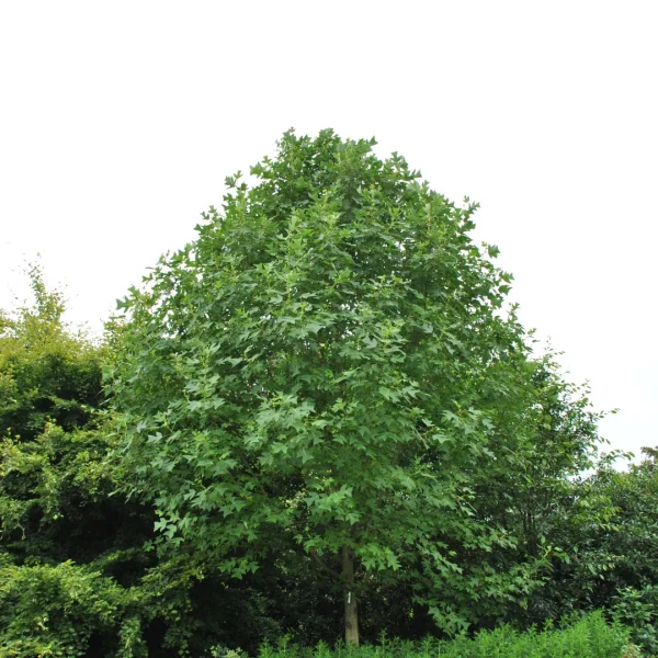 Liriodendron chinense – Chinese tulpenboom