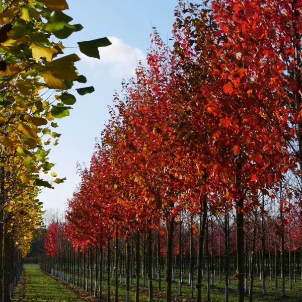 Acer rubrum – Rode esdoorn