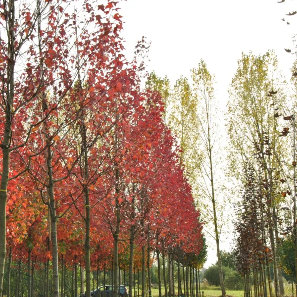 Acer rubrum 'Autumn Flame' – Rode esdoorn (cv)