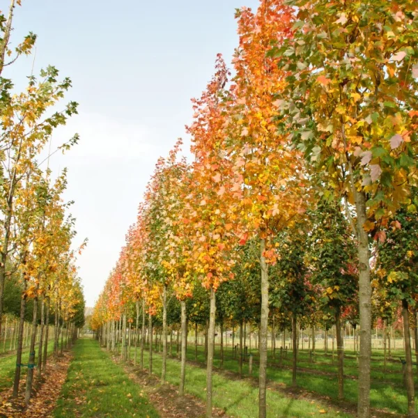 Acer rubrum 'Bowhall' – Rode esdoorn (cv)