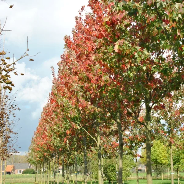 Acer rubrum 'Embers' – Rode esdoorn (cv)