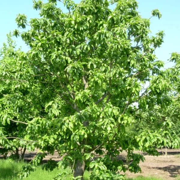 Castanea sativa 'Vincent van Gogh' – Tamme kastanje (cv)