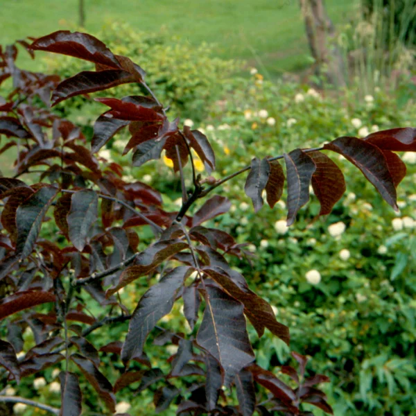 Juglans regia 'Purpurea' – Walnoot (cv)