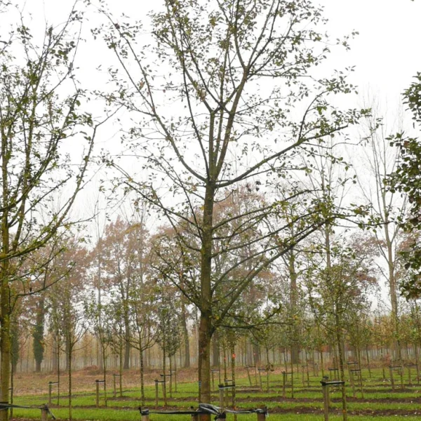 Malus domestica 'Gelber Bellefleur' – Appel (cv)
