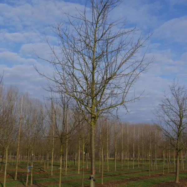 Malus domestica 'Cox Orange' – Appel (cv)