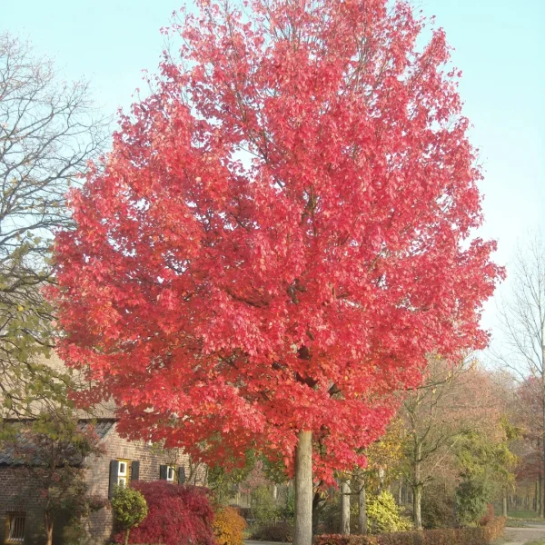 Acer rubrum RED SUNSET ('Franksred') – Rode esdoorn (cv)