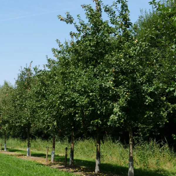 Malus domestica 'Jacques Lebel' – Appel (cv)