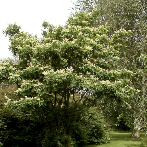 Maackia amurensis – Japanse zilverboom