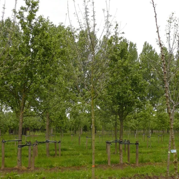 Malus domestica 'King of the Pippins' – Appel (cv)