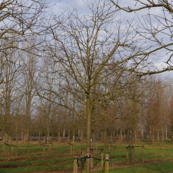 Malus domestica 'Roter Berlepsch' – Appel (cv)