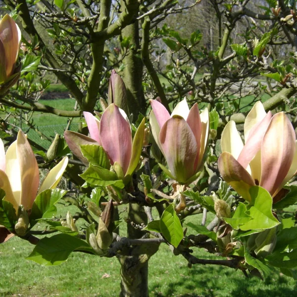 Magnolia ×brooklynensis 'Woodsman' – Magnolia (cv)