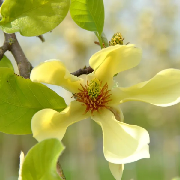 Magnolia 'Butterflies' – Magnolia (cv)