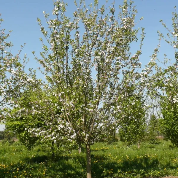 Malus domestica 'Starkrimson Delicious' – Appel (cv)