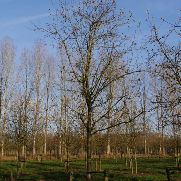 Malus domestica 'Sterappel' – Appel (cv)