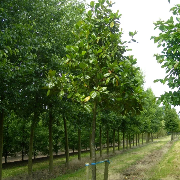 Magnolia grandiflora – Zuidelijke magnolia, Grootbloemige magnolia, Groenblijvende magnolia
