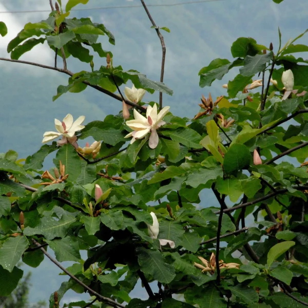 Magnolia hypoleuca – Grootbladige Japanse magnolia