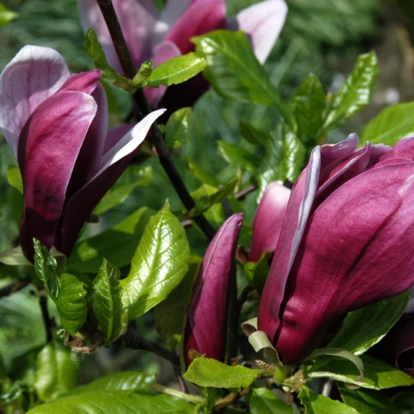 Magnolia liliiflora 'Nigra' – Leliemagnolia (cv)