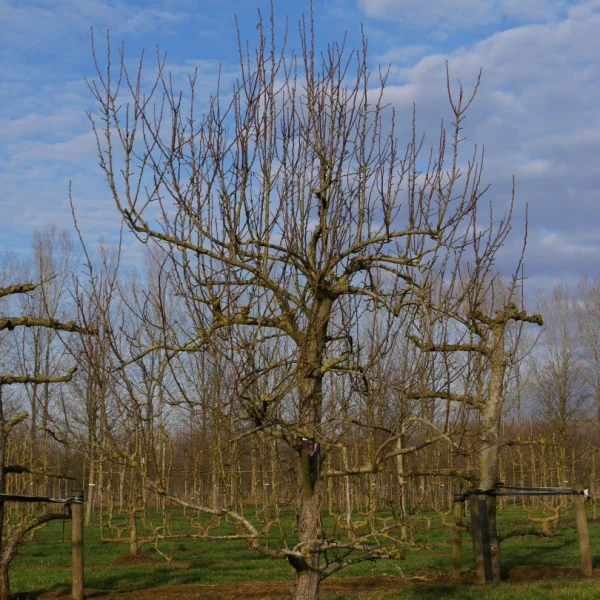 Pyrus communis 'Clapp's Favourite'
