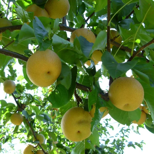 Pyrus pyrifolia – Nashipeer