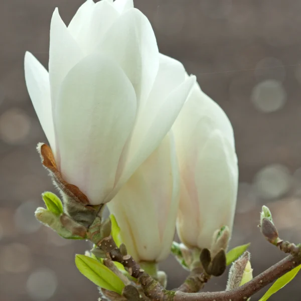 Magnolia ×soulangeana 'Alba Superba' – Magnolia (cv)