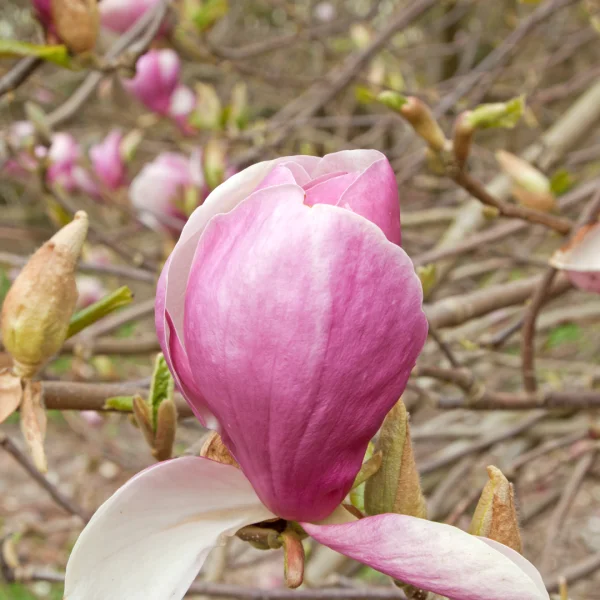 Magnolia ×soulangeana 'Lennei' – Magnolia (cv)