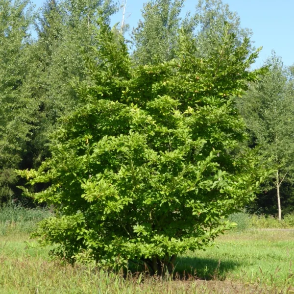 Magnolia ×soulangeana 'Purpurea' – Magnolia (cv)