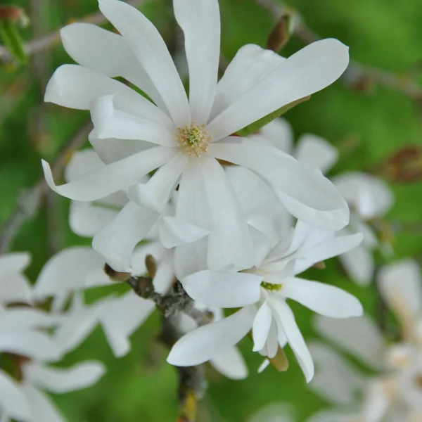Magnolia stellata – Stermagnolia