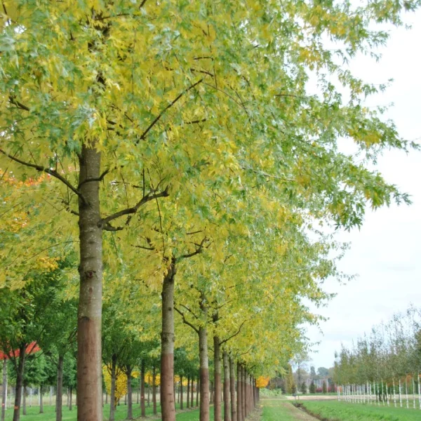 Acer saccharinum 'Asplenifolium' – Zilveresdoorn (cv)