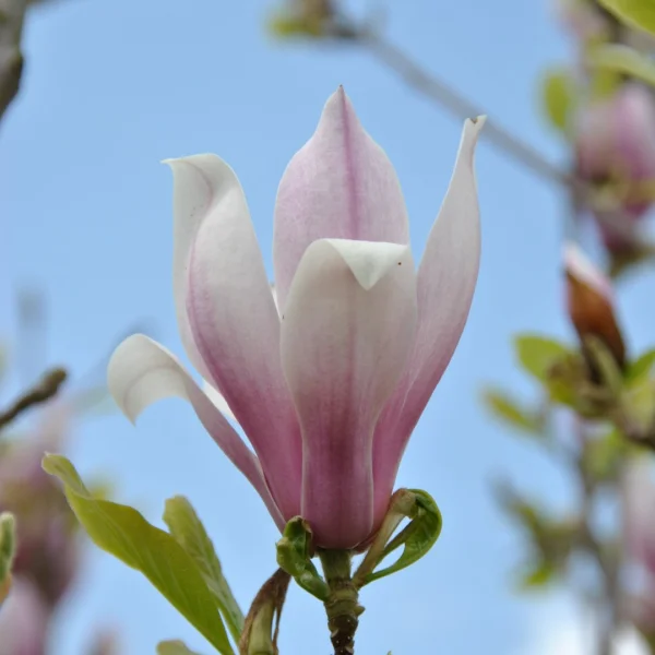 Magnolia RED LUCKY ('Hong Yun') – Magnolia (cv)