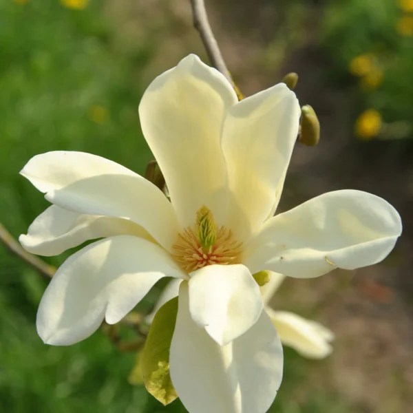 Magnolia 'Sunray' – Magnolia (cv)
