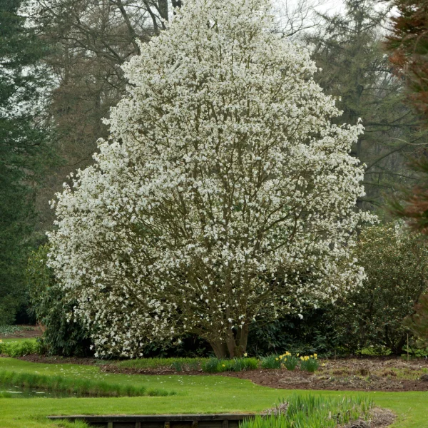 Magnolia 'Wada's Memory' – Magnolia (cv)