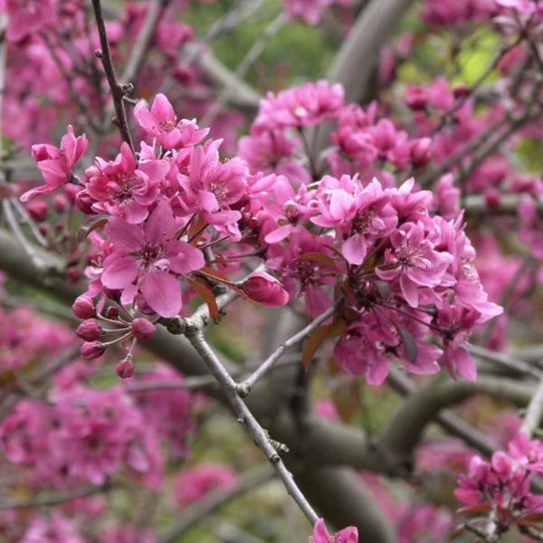 Malus ×atrosanguinea – Sierappel 