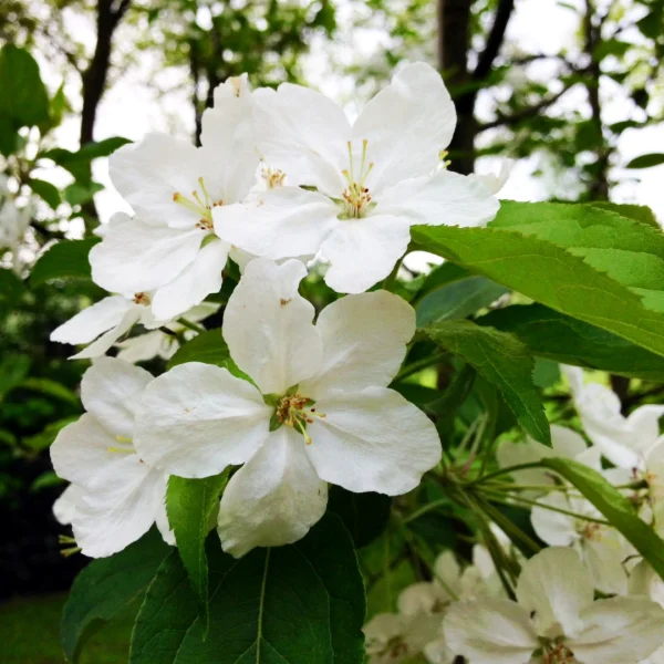 Malus hupehensis 'Arie Mauritz' – Sierappel (cv)