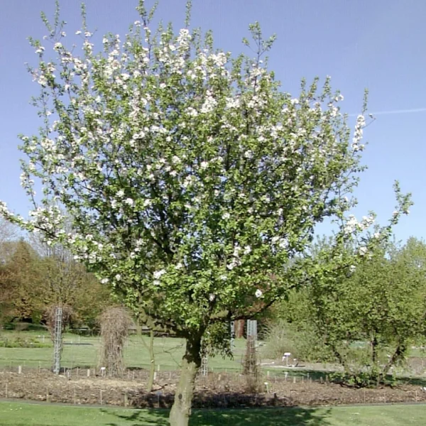 Malus sylvestris – Wilde appel