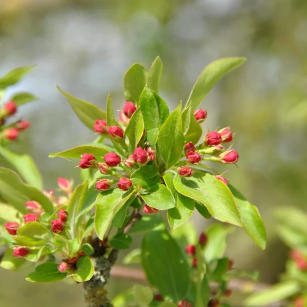 Malus toringo var. sargentii – Sierappel (cv)