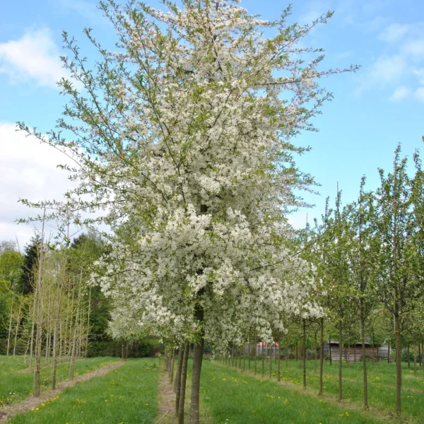 Malus toringo 'Brouwers Beauty' – Sierappel (cv)