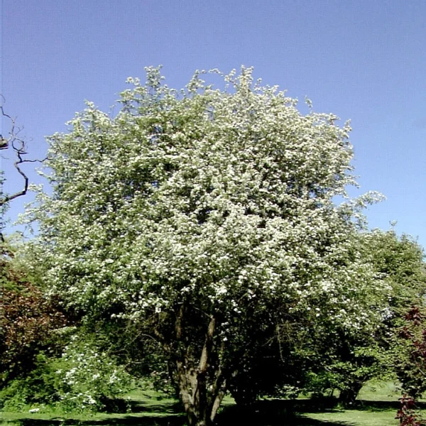 Malus toringoides – Sierappel (cv)