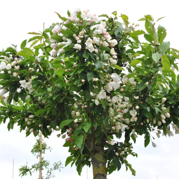 Malus 'Adirondack' – Sierappel (cv)